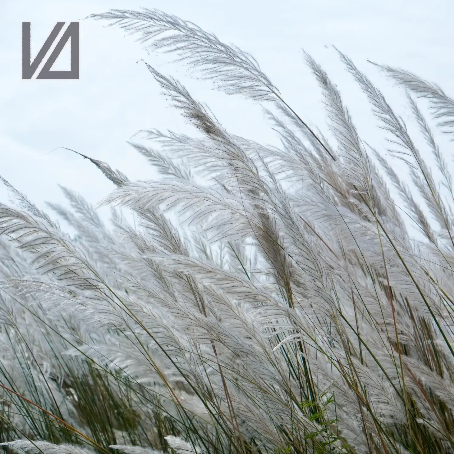 Fading Breeze